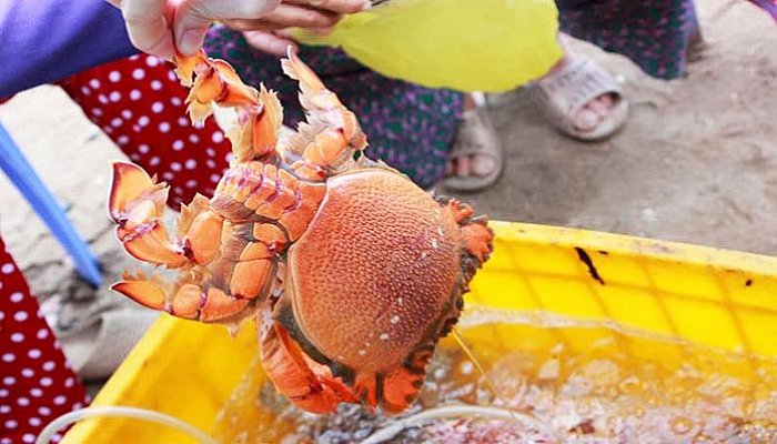 Emperor crabs in Ly Son island