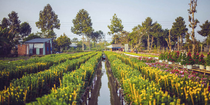 Tan Quy Dong flower village in Sa Dec