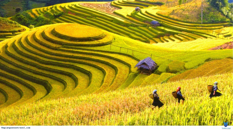 Top 10 most beautiful scenes in the world - Terraced fields