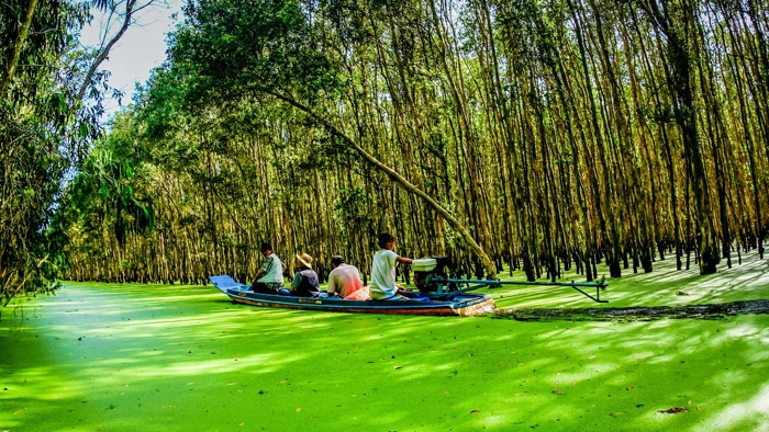 Tra Su cajuput forest in An Giang