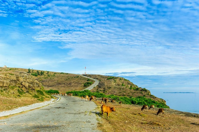 Travel to Ly Son island in Quang Ngai