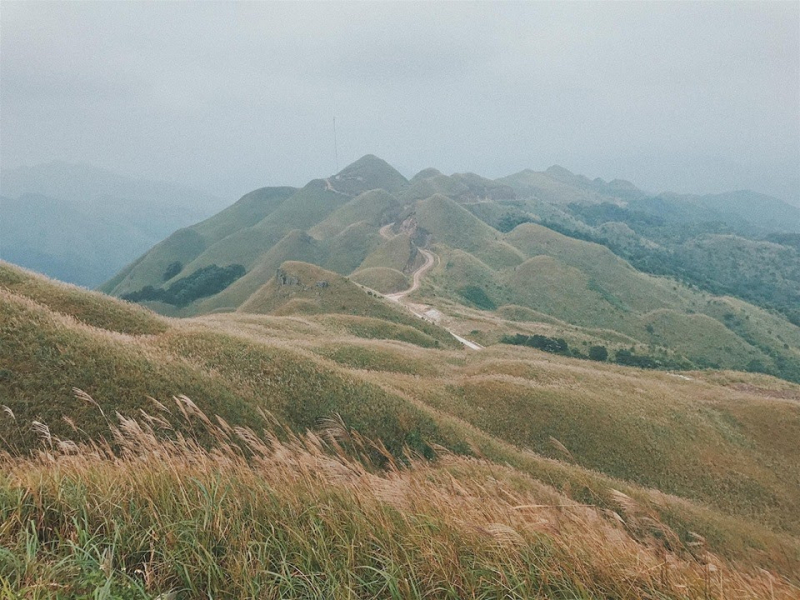 White reed path Binh Lieu