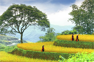 Vietnam travel deals